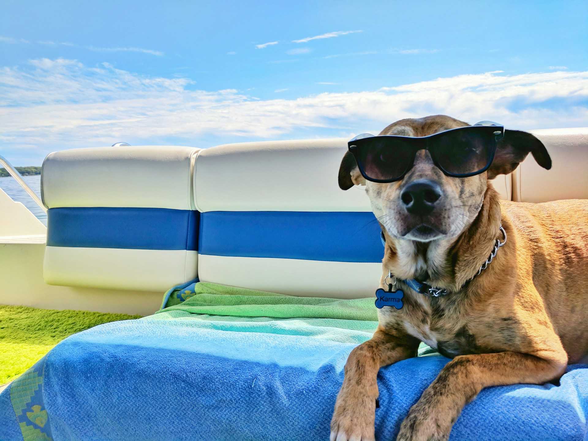 Cómo Declarar Animales y Mascotas en Aduanas al Viajar a la República Dominicana